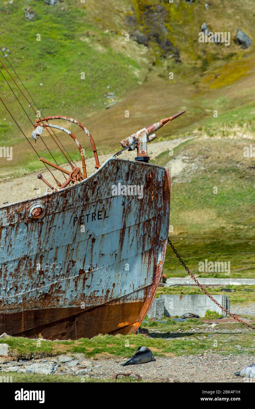 Navire de chasse à la baleine à la station de chasse norvégienne de Grytviken, dans l'île de Géorgie du Sud, sous-Antarctique. Banque D'Images