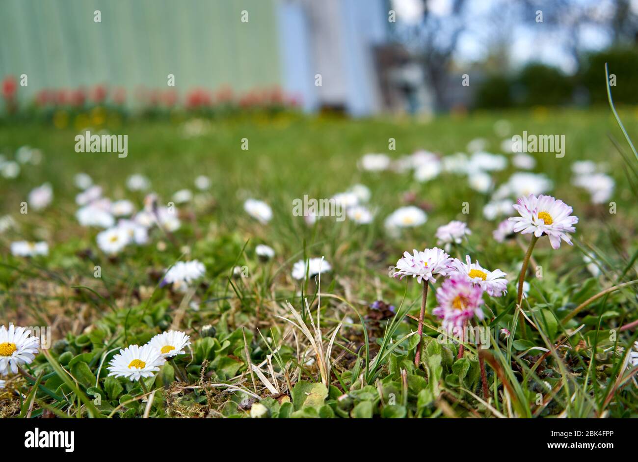 Marguerites blanches dans le jardin au printemps Banque D'Images