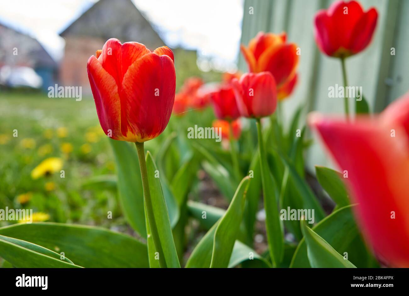 Tulipes rouges dans le jardin pendant le printemps Banque D'Images