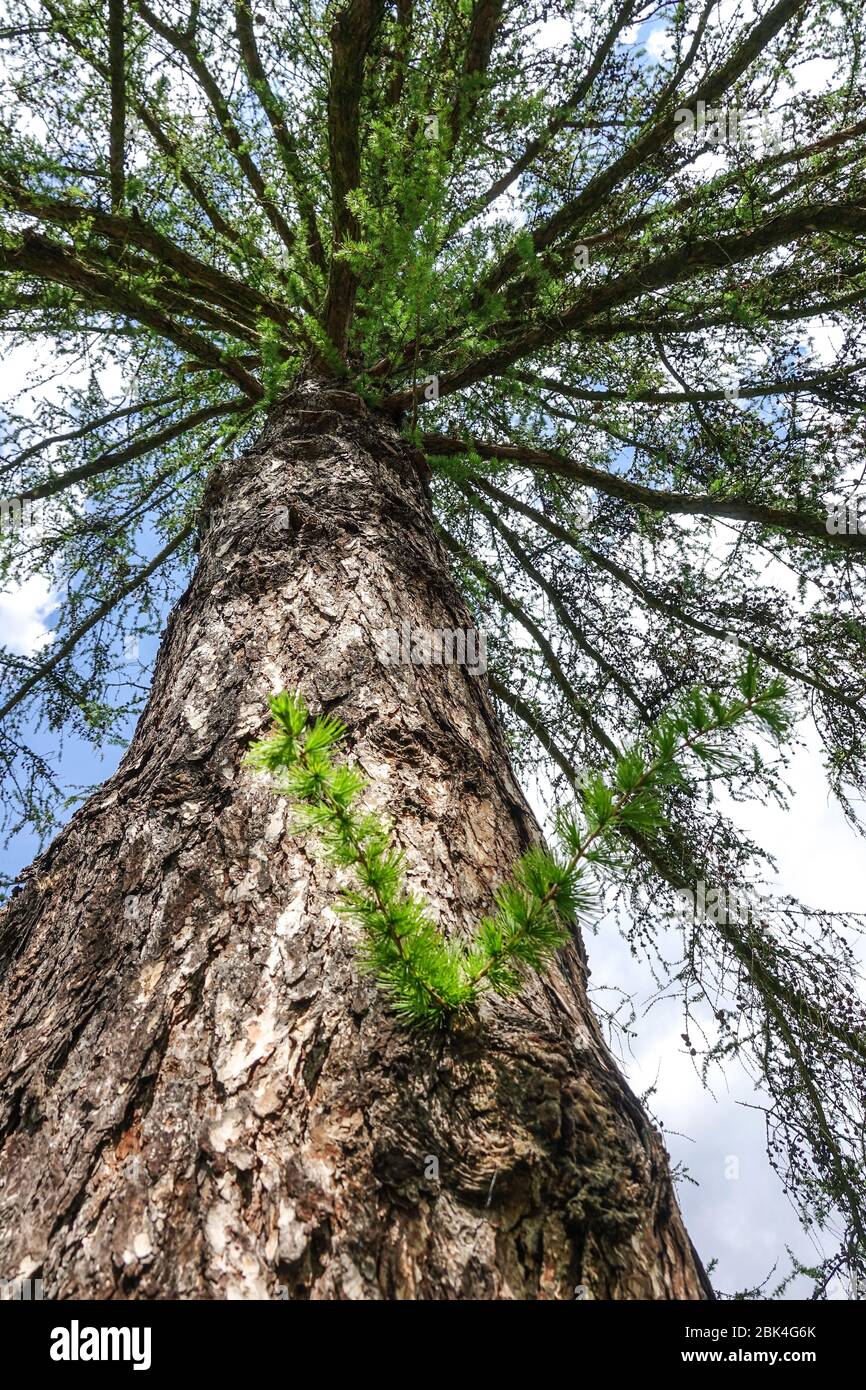 Larix decidua tronc d'arbre mélèze européen, écorce d'arbre ancienne Banque D'Images