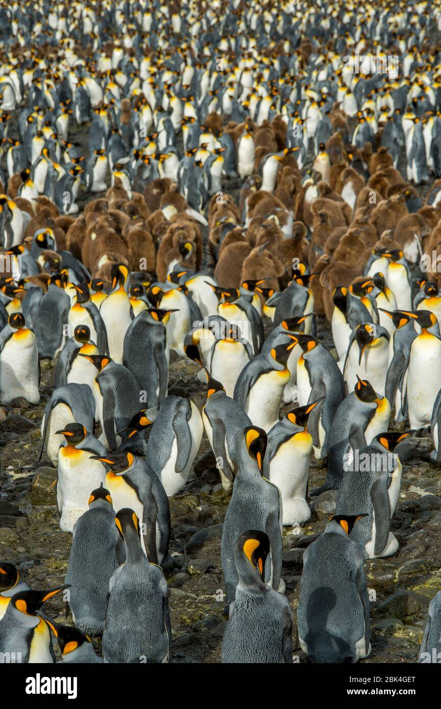 Colonie de pingouins roi (Aptenodytes patagonicus) avec des pingouins en incubation d'œufs et des poussins âgés d'environ 10 mois (bruns) dans la plaine de Salisbury, en Géorgie du Sud Banque D'Images