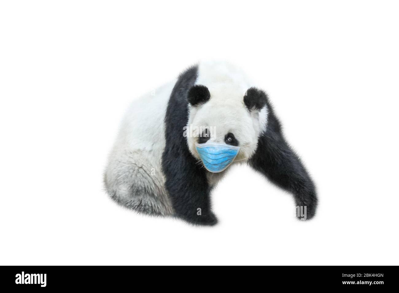 Ours géant Panda avec masque chirurgical sur fond blanc. Concept de grippe des infections des animaux de compagnie et du coronavirus dans les vétérinaires. COVID-19 infections dans Banque D'Images