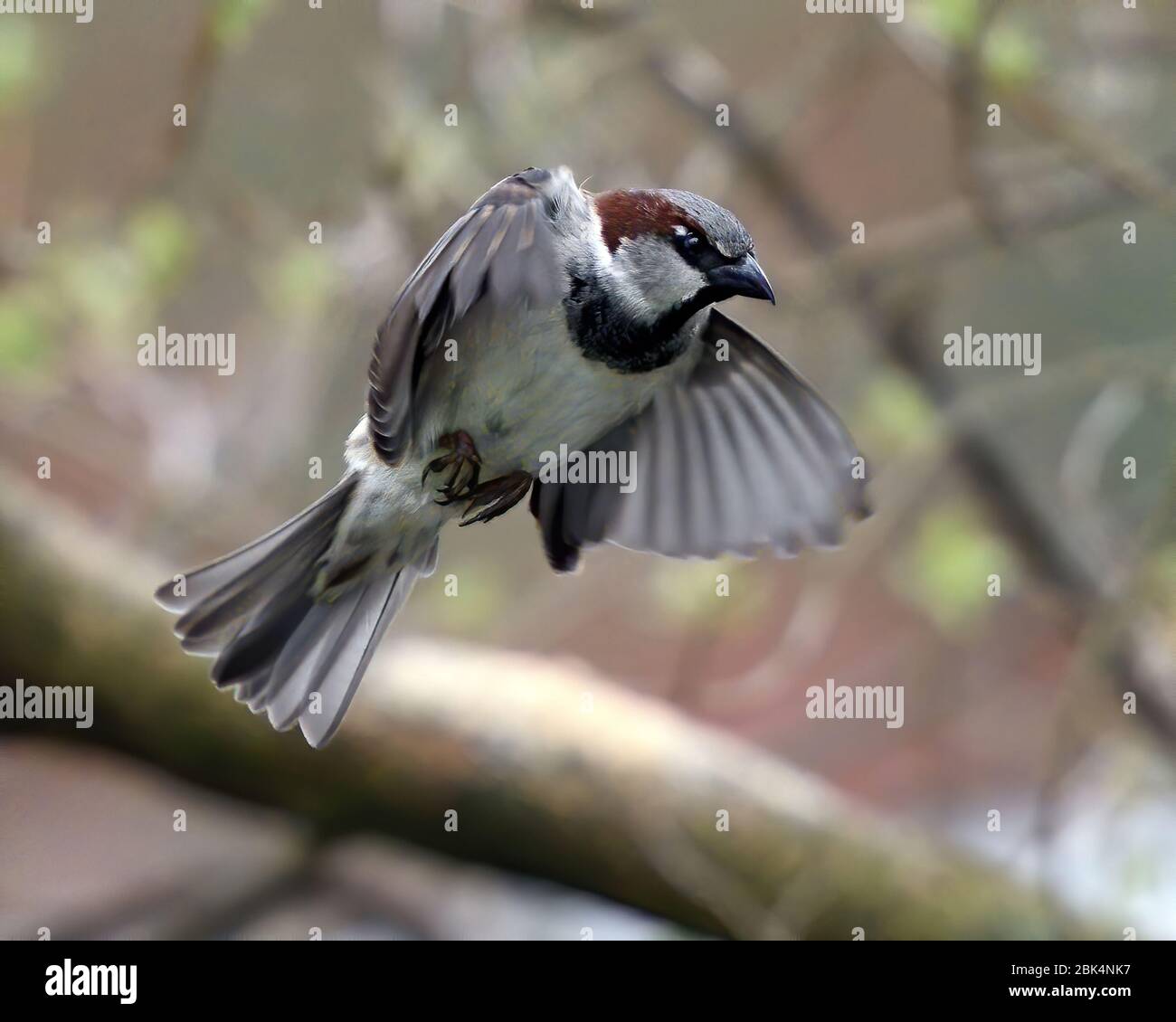 Maison aux couleurs pastel. Banque D'Images