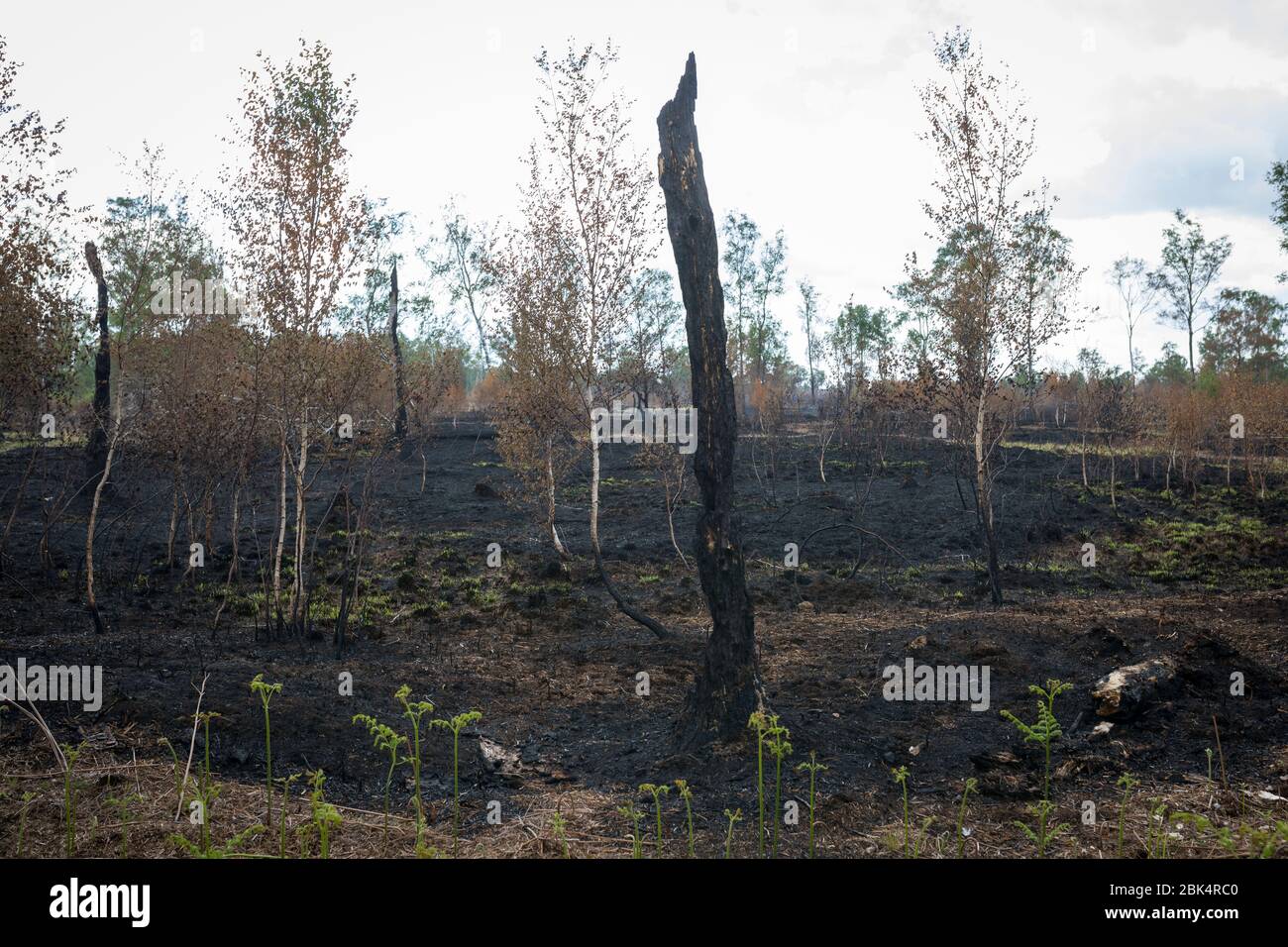 Paysage avec des bouleaux brûchés après un incendie de forêt à la réserve naturelle de 'Mariapeel' aux Pays-Bas Banque D'Images