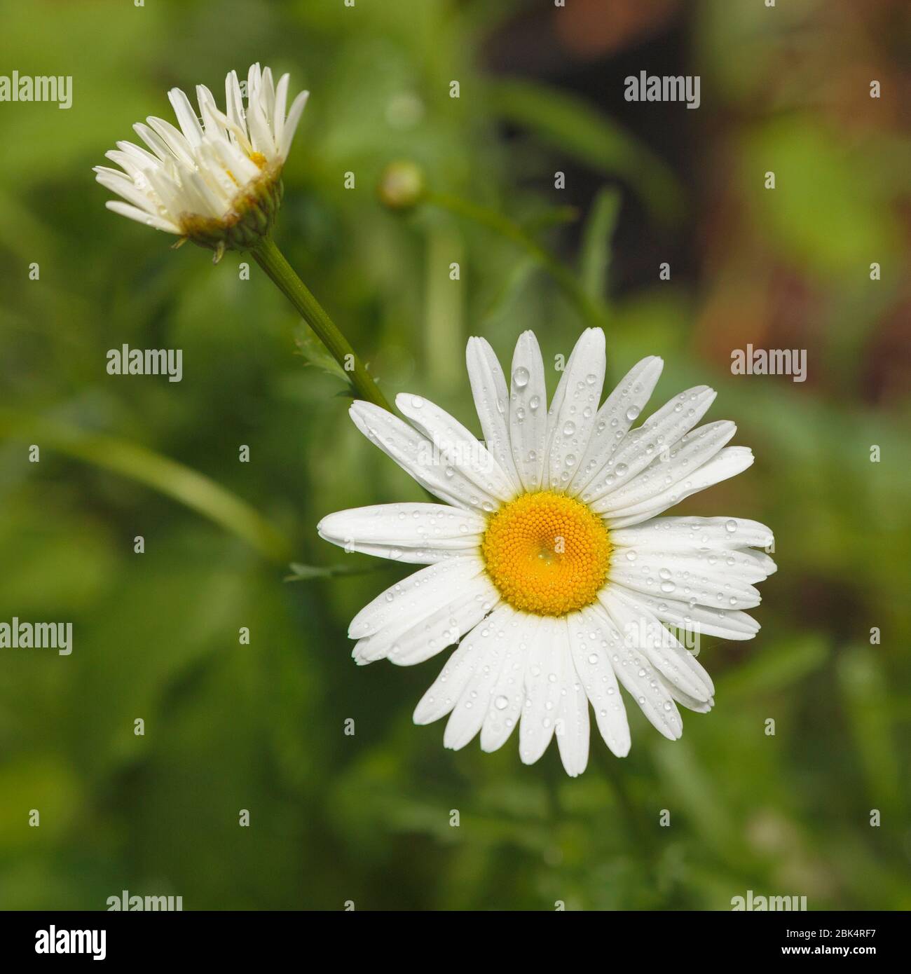 Raindrops sur une Marguerite dans un jardin près d'Eagle Lake, Ontario, Canada Banque D'Images