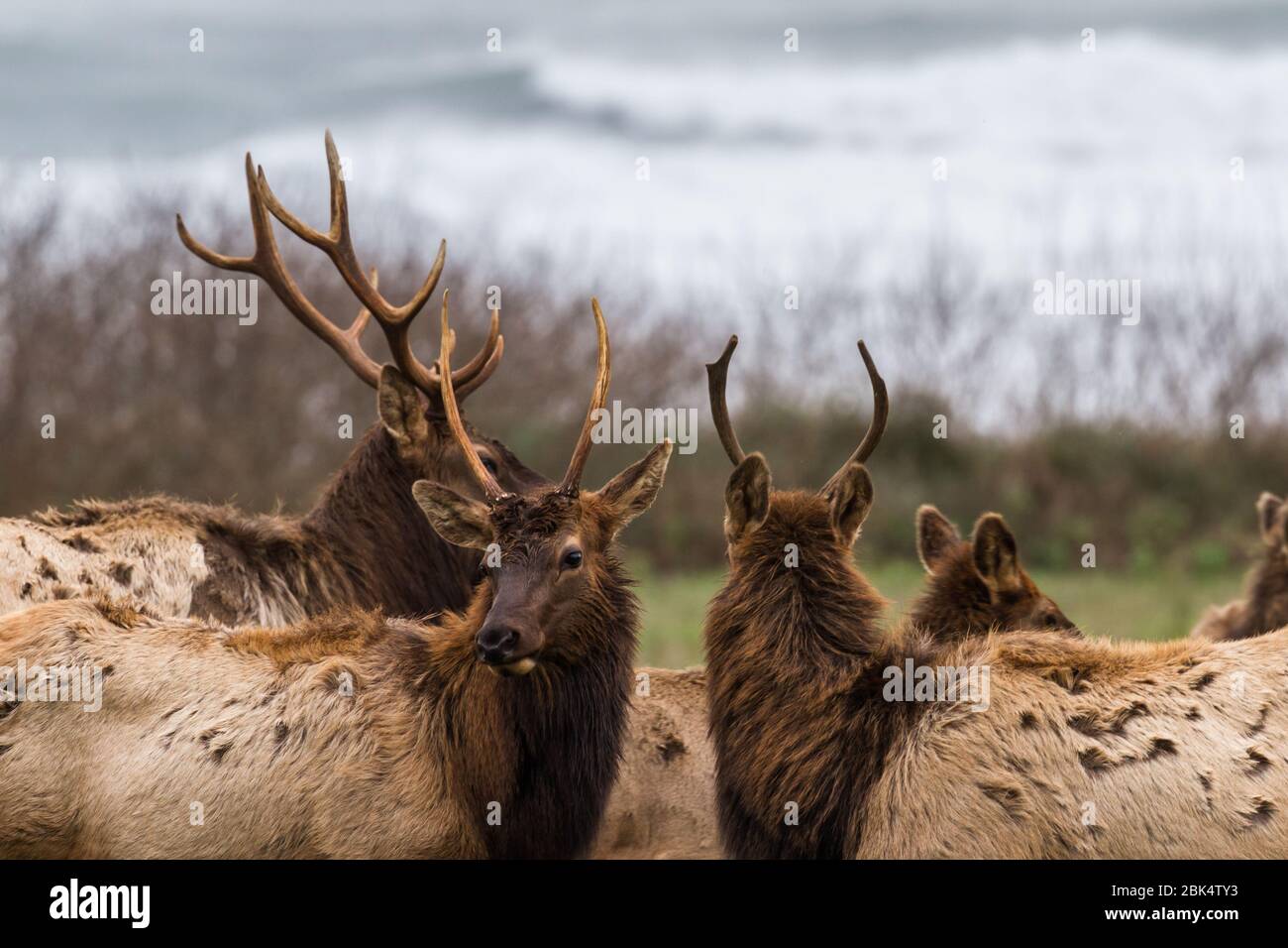 Roosevelt elk profiter d'une journée tranquille et nuageux sur la côte nord de la Californie avec un beau pâturage vert frais à la fin de janvier Banque D'Images