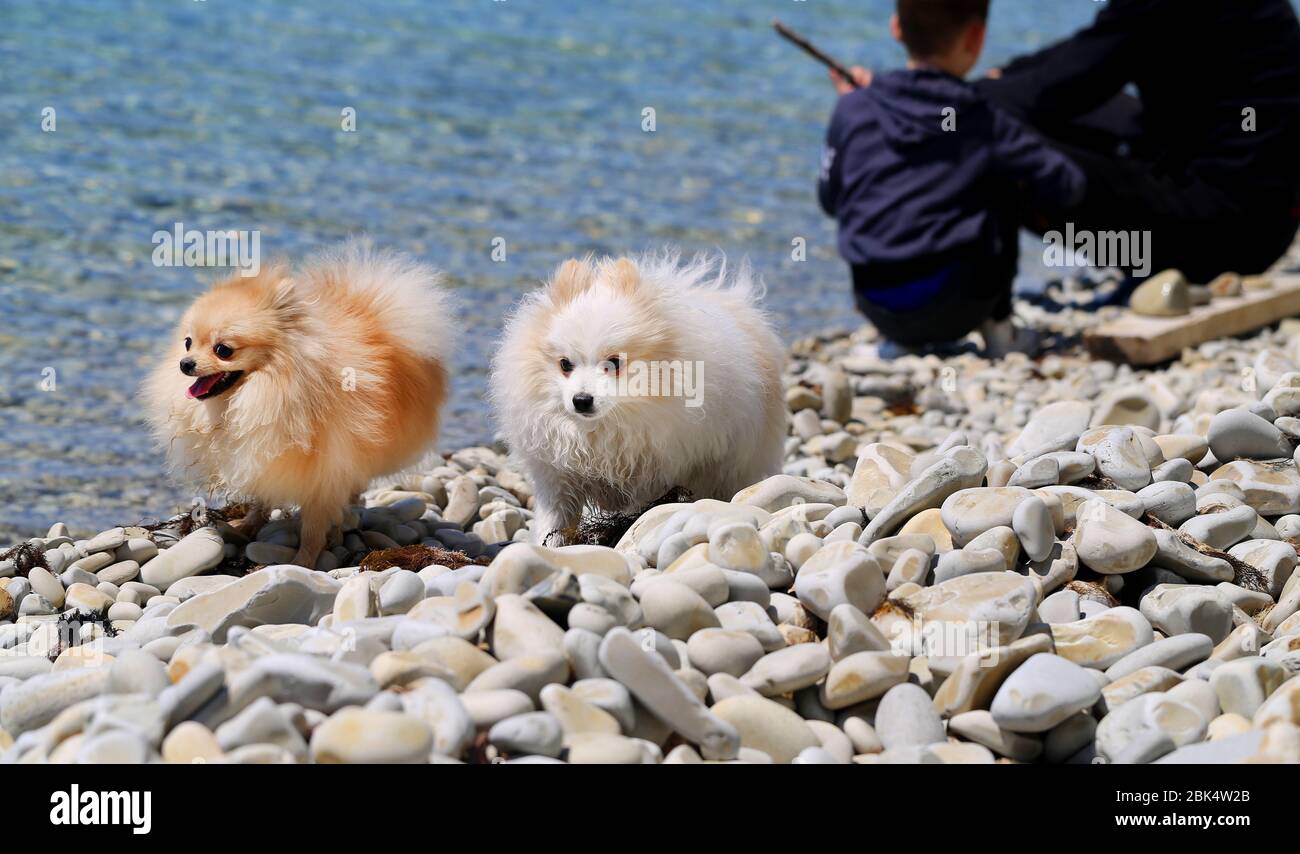 Photos de petits chiens drôles sur la plage de la mer Banque D'Images