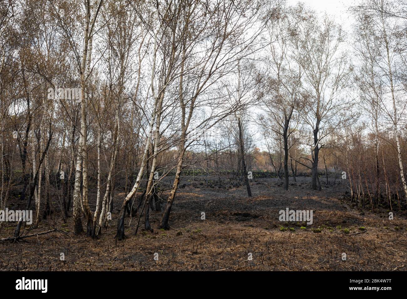 Paysage avec des bouleaux brûchés après un incendie de forêt à la réserve naturelle de 'Mariapeel' aux Pays-Bas Banque D'Images