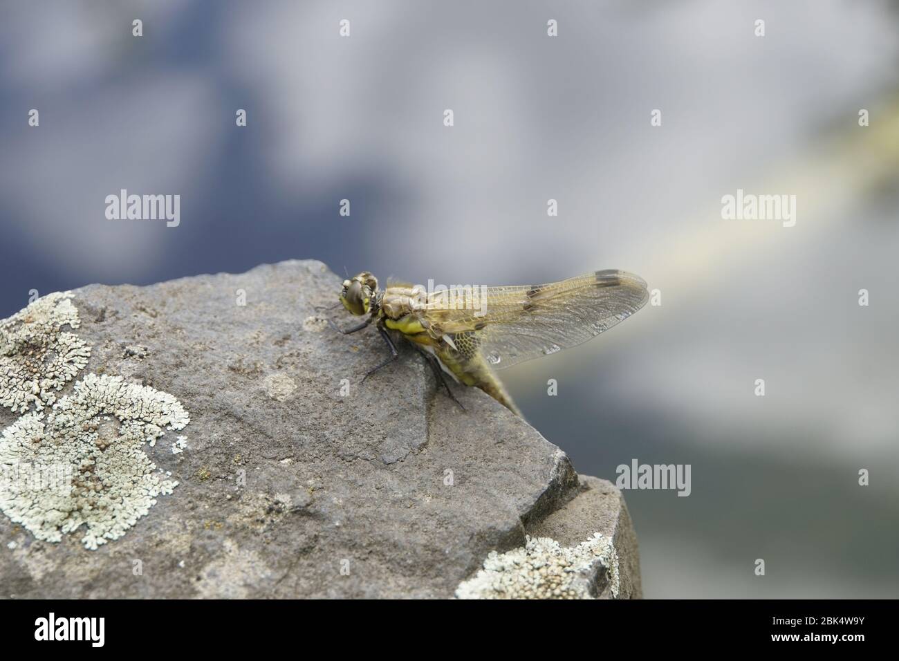 Männlicher Vierflack-Libelle (Libellula quadrimaculata) Am Gartenteich, Weilerswist, Nordrhein-Westfalen, Allemagne Banque D'Images