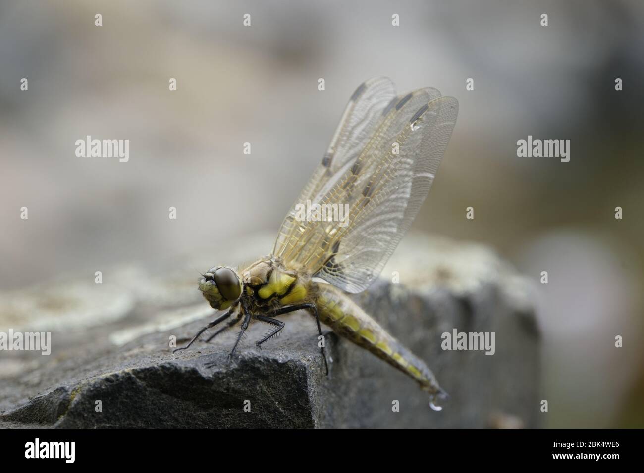 Männlicher Vierflack-Libelle (Libellula quadrimaculata) Am Gartenteich, Weilerswist, Nordrhein-Westfalen, Allemagne Banque D'Images