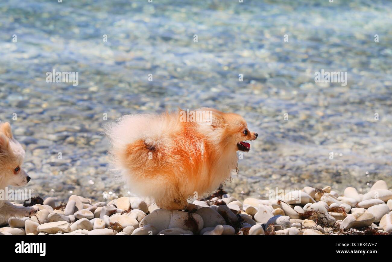 Photos de petits chiens drôles sur la plage de la mer Banque D'Images