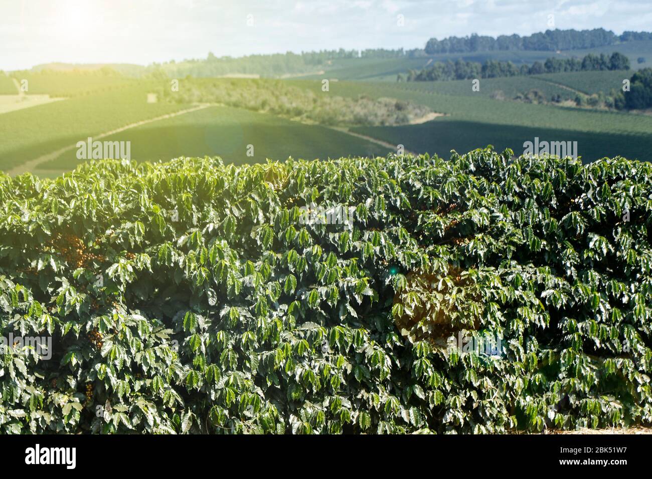 Ferme avec vue sur la plantation de café. L'agrobusiness. Récolte de café avec des grains jaunes, vert et bleu ciel. Banque D'Images