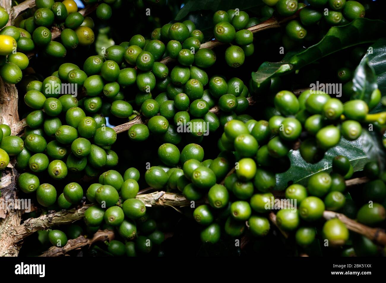 Ferme avec vue sur la plantation de café. L'agrobusiness. Récolte de café avec des grains jaunes, vert et bleu ciel. Banque D'Images
