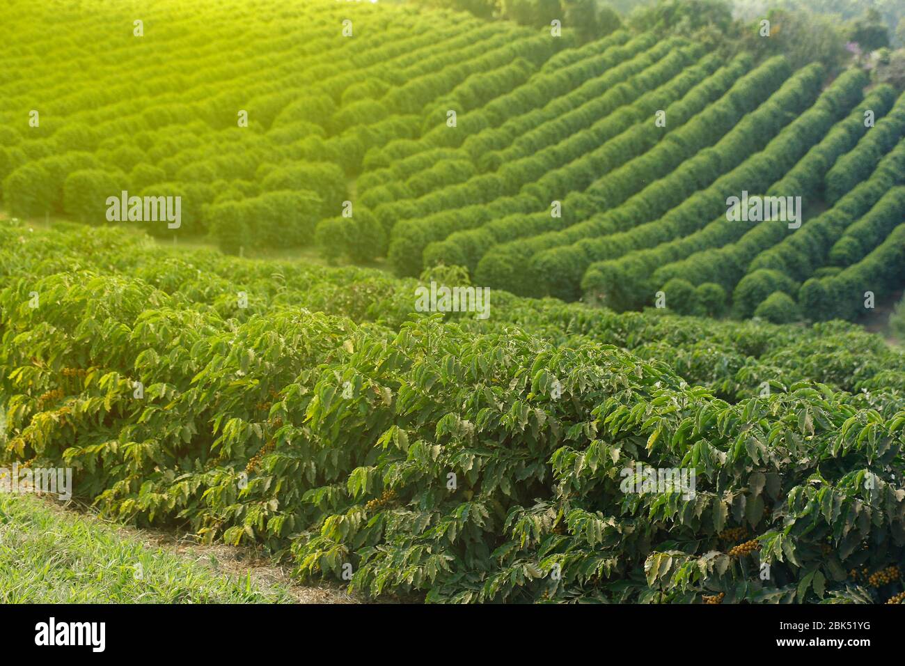 Ferme avec vue sur la plantation de café. L'agrobusiness. Récolte de café avec des grains jaunes, vert et bleu ciel. Banque D'Images