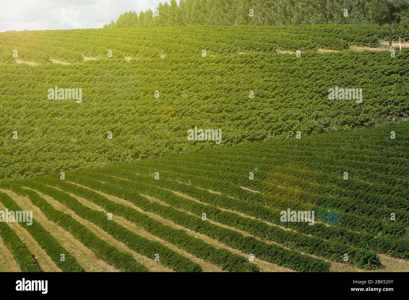 Ferme avec vue sur la plantation de café. L'agrobusiness. Récolte de café avec des grains jaunes, vert et bleu ciel. Banque D'Images