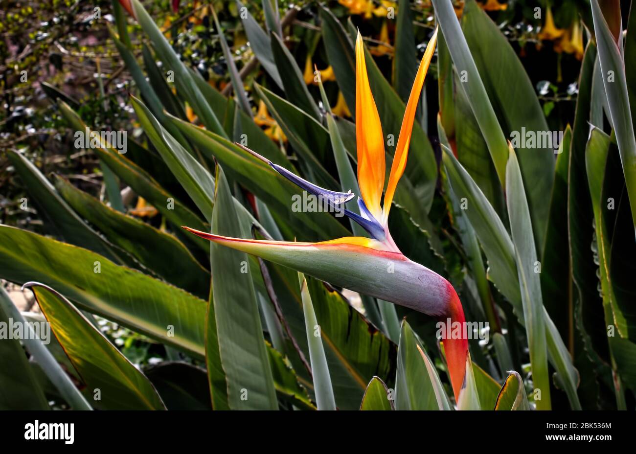 Oiseau de paradis (strelitzia ou rily grue) fleurs fleurir dans le parc de Barcelone, Catalogne, Espagne. Banque D'Images