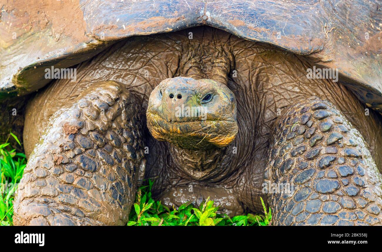 Gros plan Portrait d'une tortue géante des Galapagos (Chelonoidis nigra) sur l'île de Santa Cruz, parc national des Galapagos, Équateur. Banque D'Images