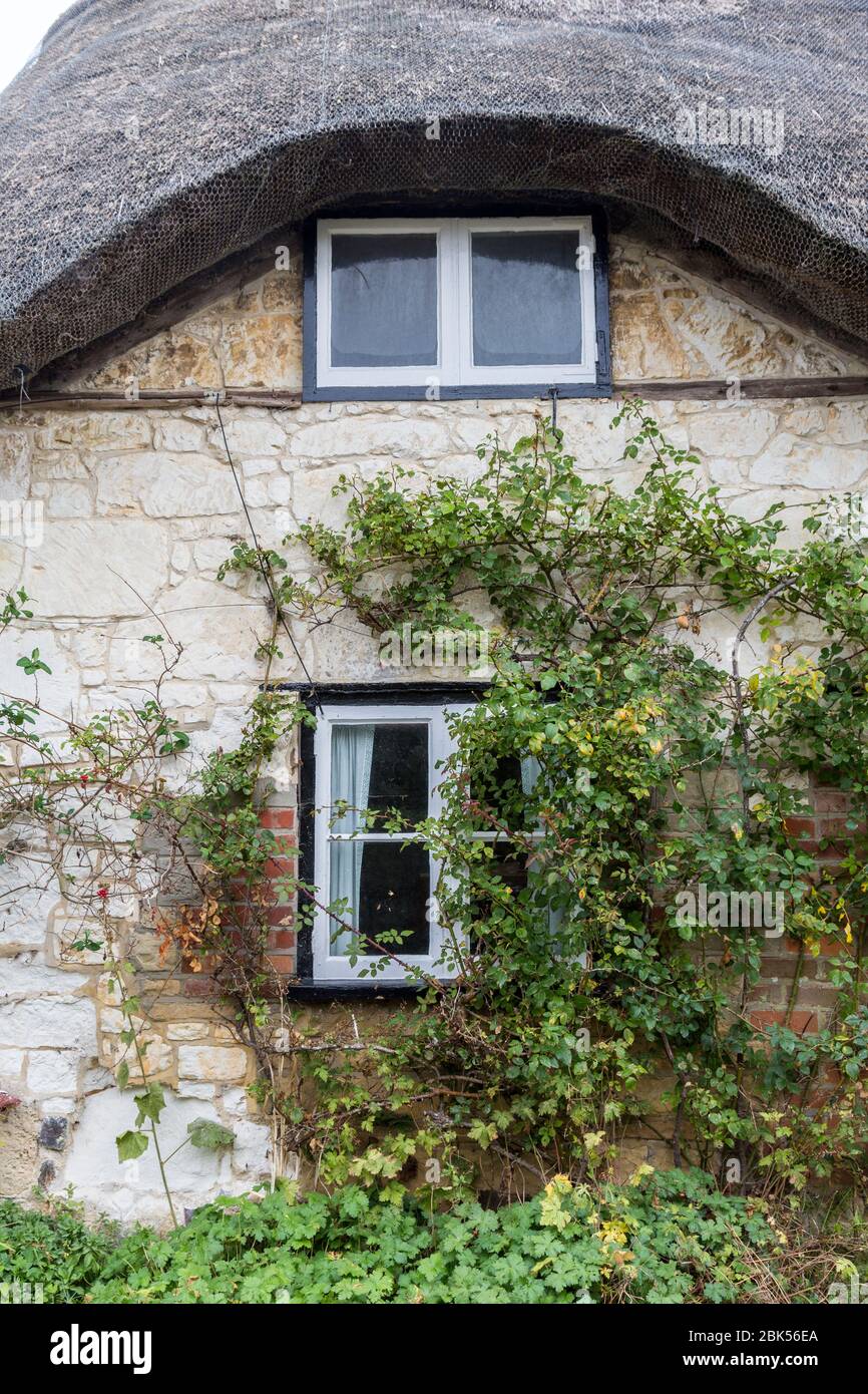 Fenêtre surcultivée avec des roses sur le cottage en chaume, Brightstone, Isle of Wight, Angleterre, Royaume-Uni Banque D'Images