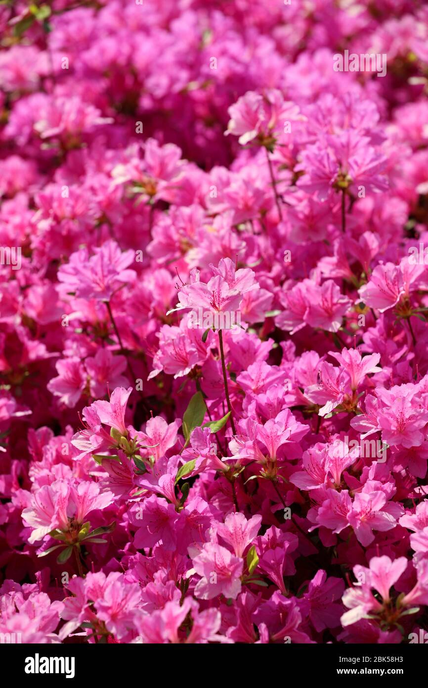 Plein d'azalées roses au printemps Banque D'Images