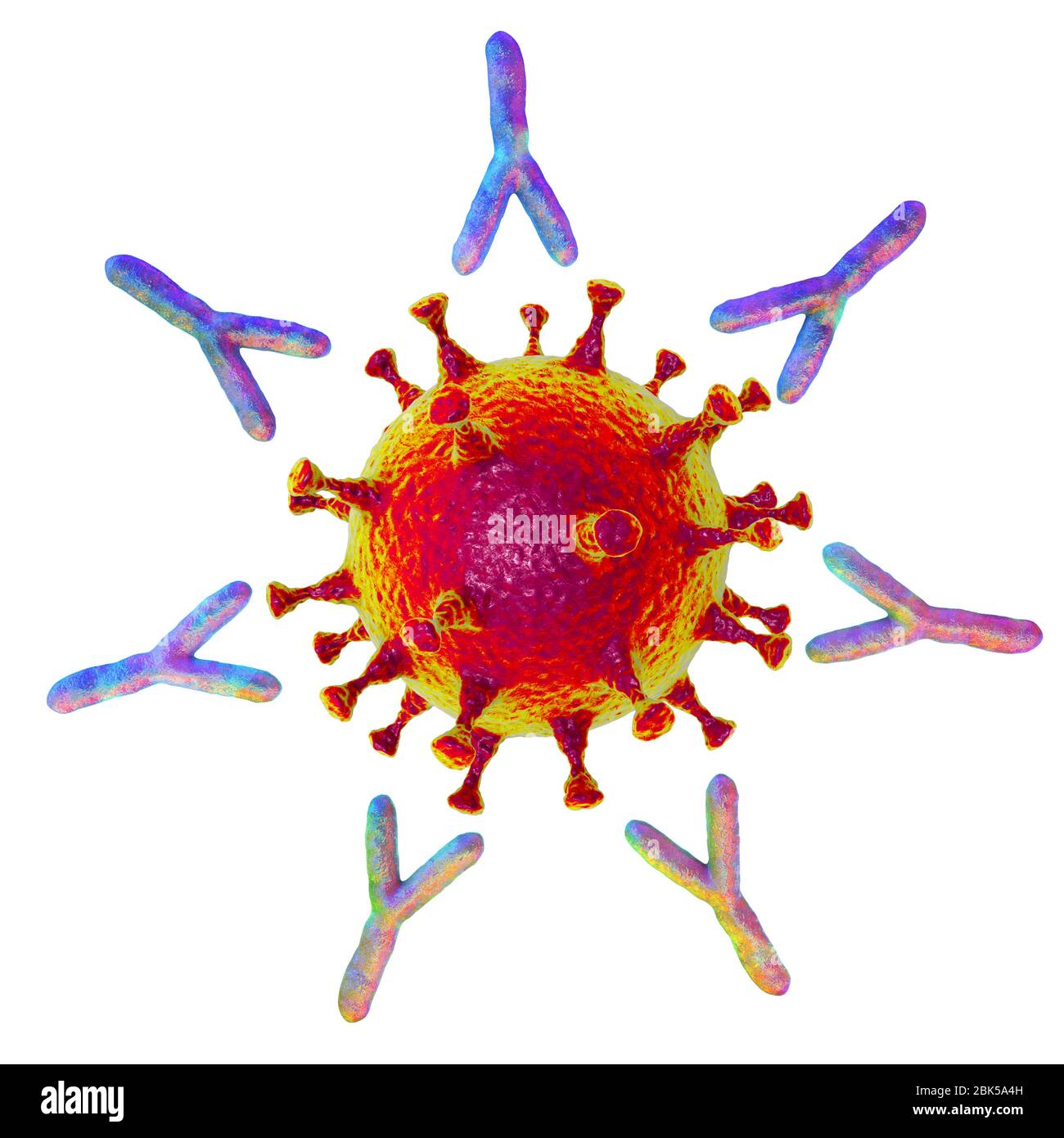 Illustration des anticorps (en forme d'y) qui réagissent à une infection par le nouveau coronavirus SRAS-CoV-2. Le virus est apparu à Wuhan, en Chine, le 2 décembre Banque D'Images