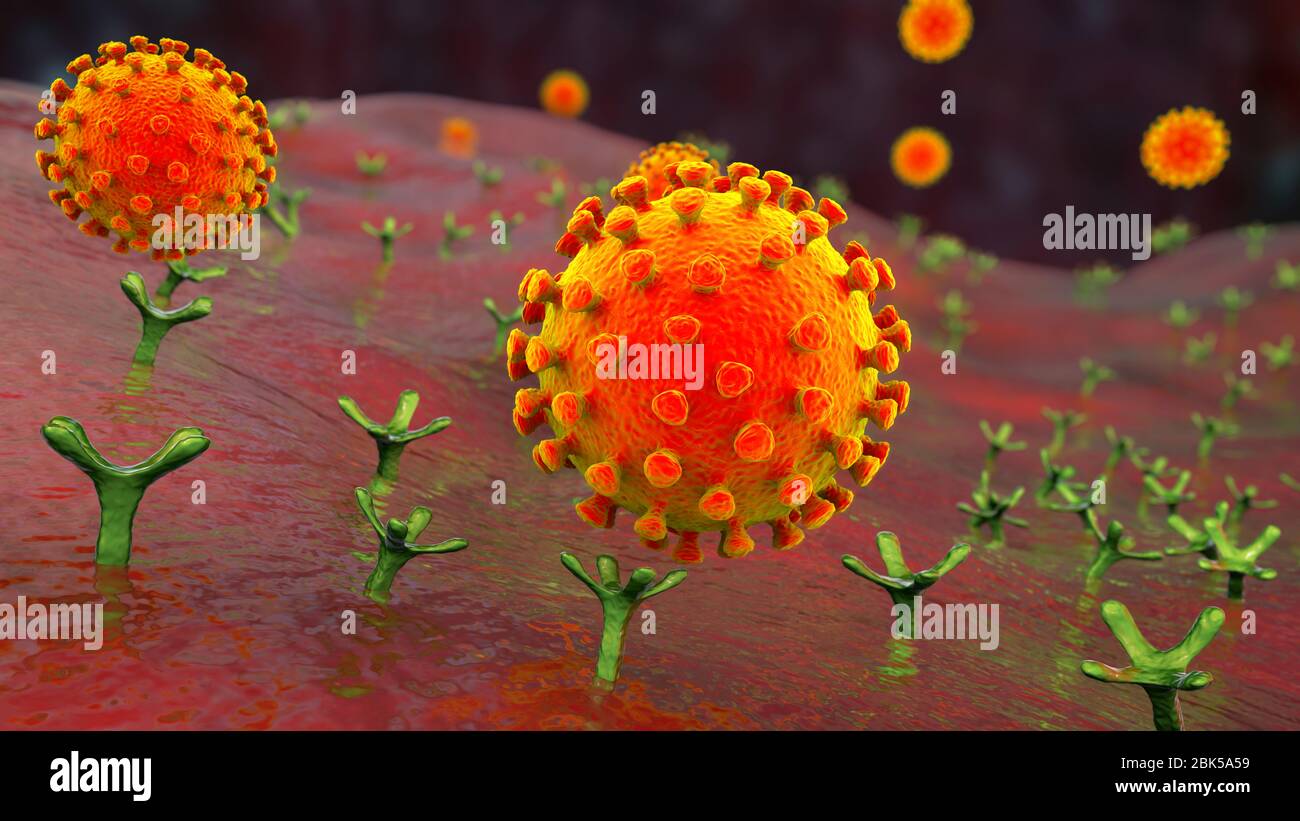 Covid-19 coronavirus se liant à la cellule humaine, illustration conceptuelle de l'ordinateur. Le coronavirus du SRAS-CoV-2 (auparavant 2019-nCoV) se lie à un récepteur de l'AC-2 sur une cellule humaine (non à l'échelle). Le SRAS-COV-2 cause l'infection respiratoire le Covid-19, qui peut entraîner une pneumonie mortelle. L'enzyme 2 (enzyme de conversion de l'angiotensine) est une aminopeptidase liée à la membrane, le principal récepteur hôte de la glycoprotéine de pic du SRAS-CoV-2 qui sert de première étape dans le développement de l'infection au coronavirus sur un niveau cellulaire et une cible potentielle pour la stratégie de traitement. Banque D'Images