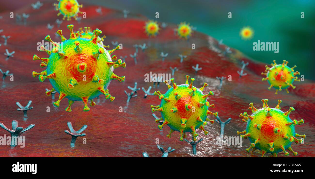 Covid-19 coronavirus se liant à la cellule humaine, illustration conceptuelle de l'ordinateur. Le coronavirus du SRAS-CoV-2 (auparavant 2019-nCoV) se lie à un récepteur de l'AC-2 sur une cellule humaine (non à l'échelle). Le SRAS-COV-2 cause l'infection respiratoire le Covid-19, qui peut entraîner une pneumonie mortelle. L'enzyme 2 (enzyme de conversion de l'angiotensine) est une aminopeptidase liée à la membrane, le principal récepteur hôte de la glycoprotéine de pic du SRAS-CoV-2 qui sert de première étape dans le développement de l'infection au coronavirus sur un niveau cellulaire et une cible potentielle pour la stratégie de traitement. Banque D'Images