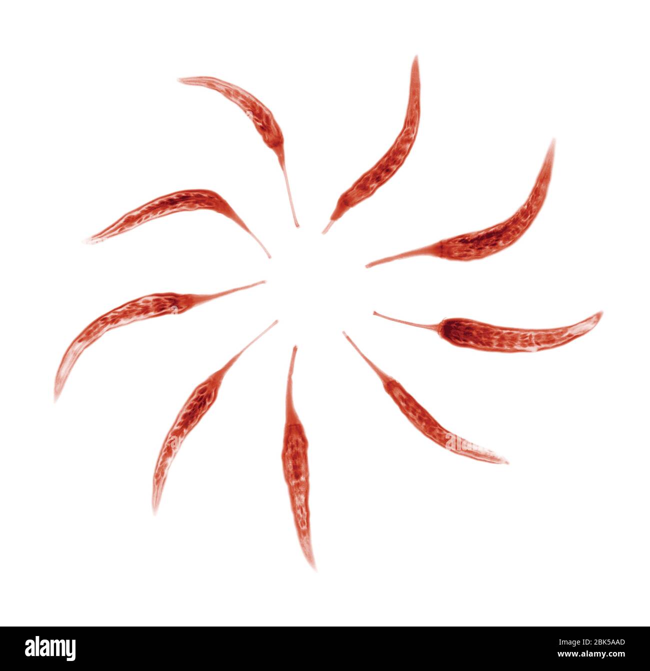 Neuf piments rouges dans un cercle, rayons X colorés. Banque D'Images