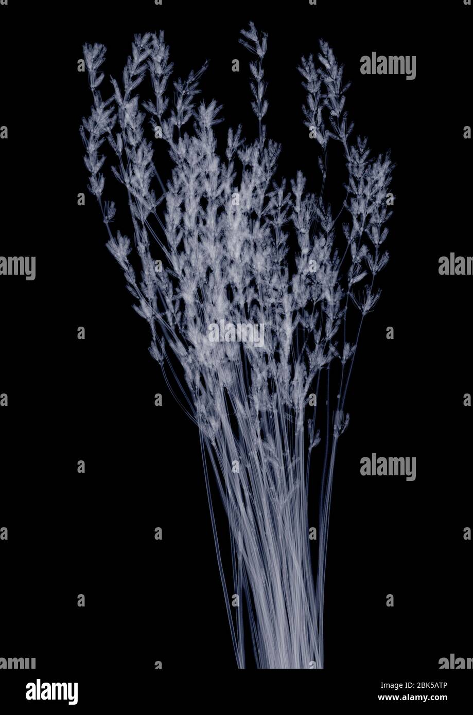 Lavande séchée (Lavandula sp.), rayons X. Banque D'Images