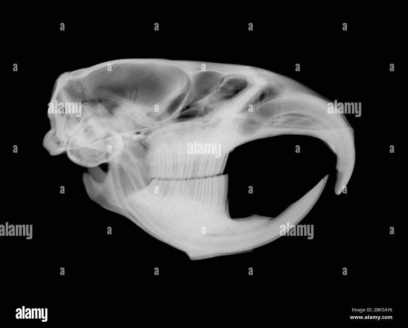 Crâne de rat musqué du côté, rayons X. Banque D'Images