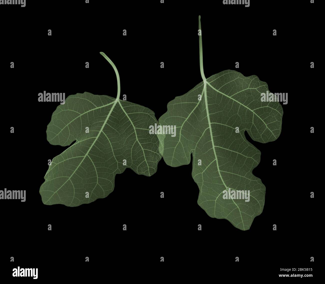 Deux feuilles de ficus carica (ficus carica) se chevauchent, à rayons X colorés. Banque D'Images