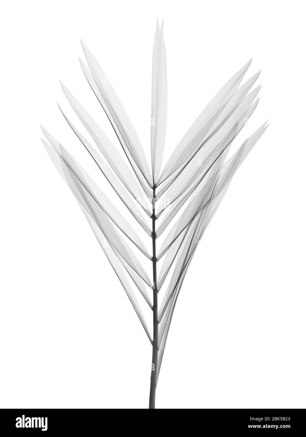 Feuille de palmier (Ravenea rivularis), rayons X. Banque D'Images