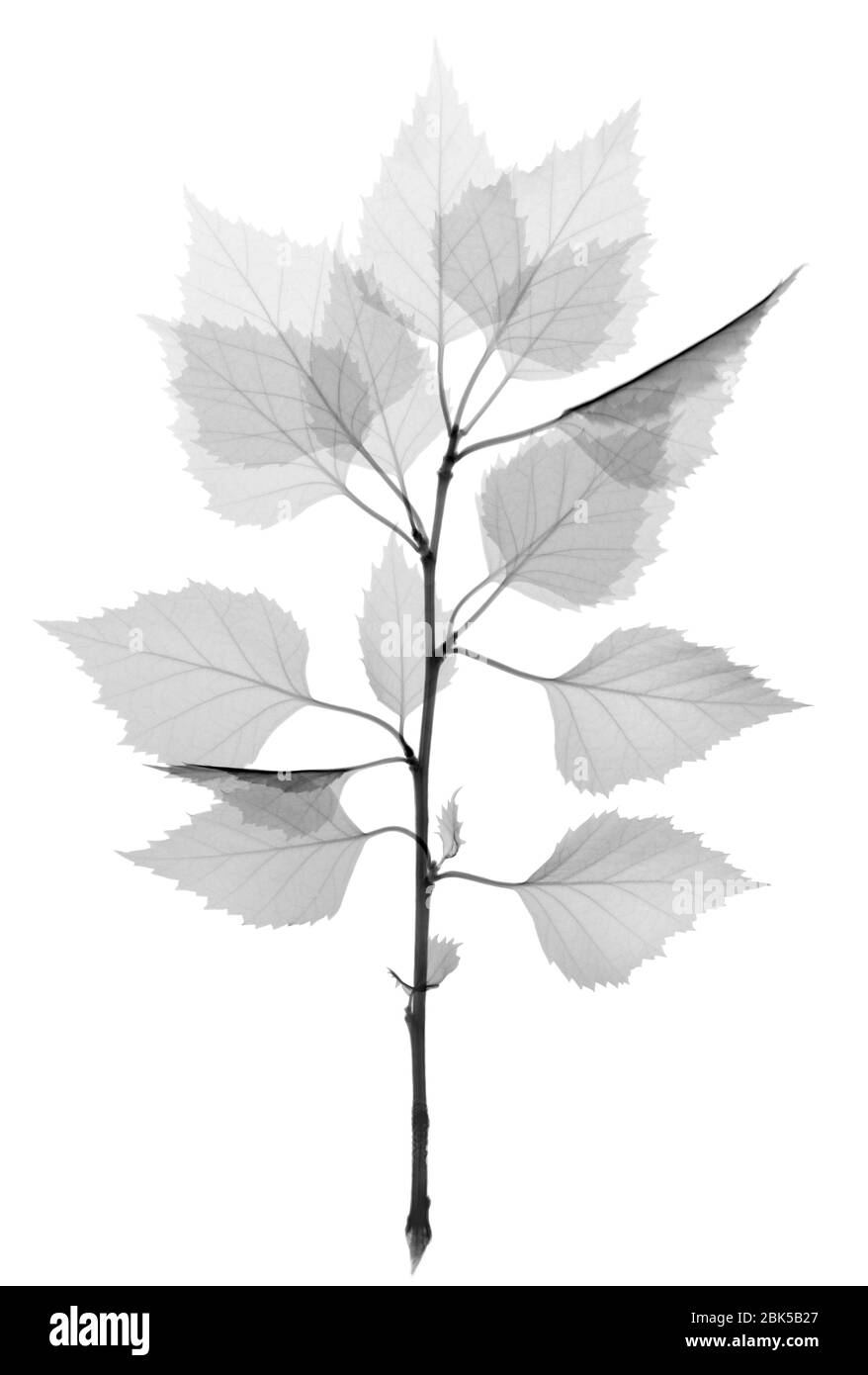 Feuilles de bouleau (Betula sp.), rayons X. Banque D'Images