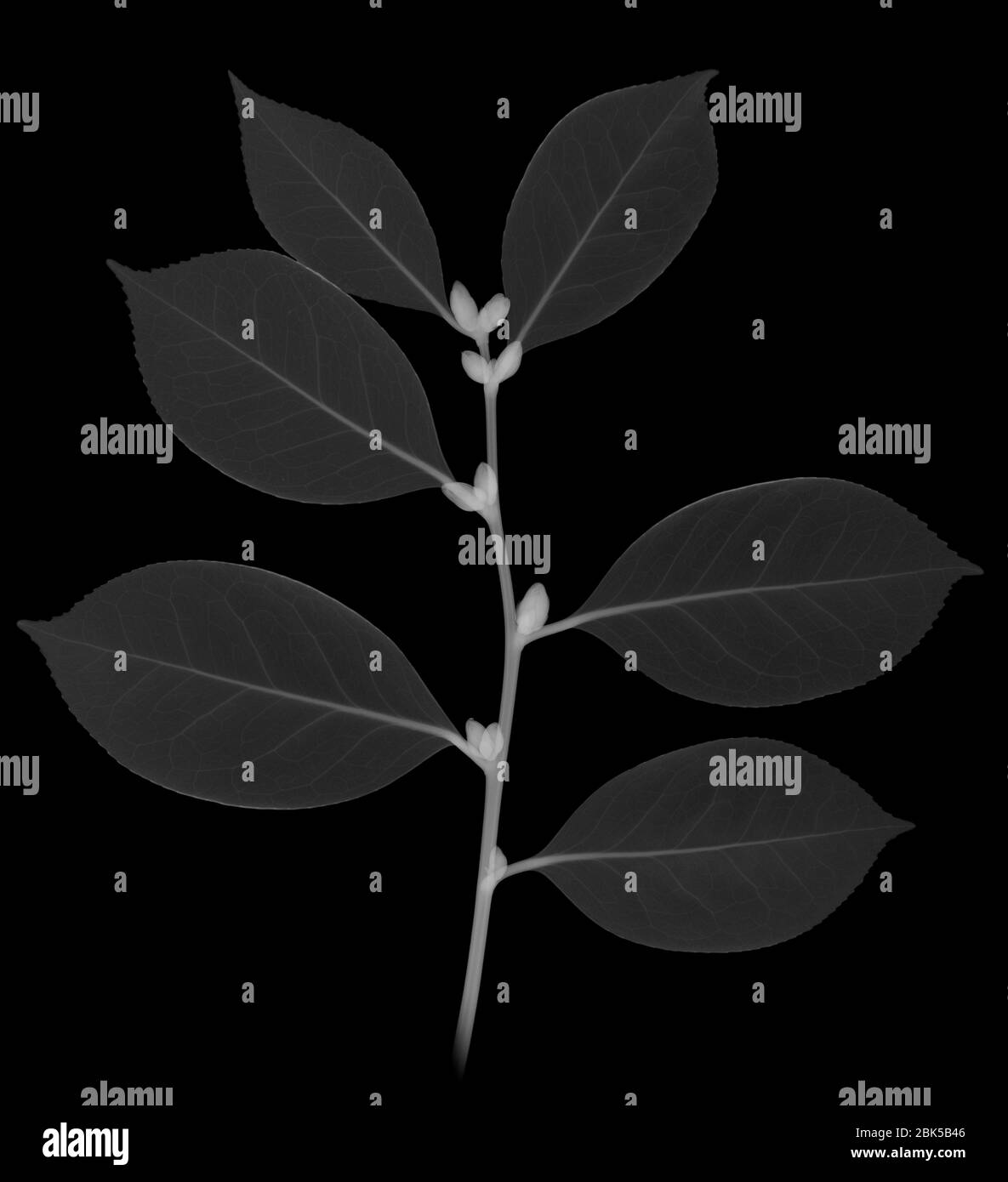 Camellia, rayons X. Banque D'Images