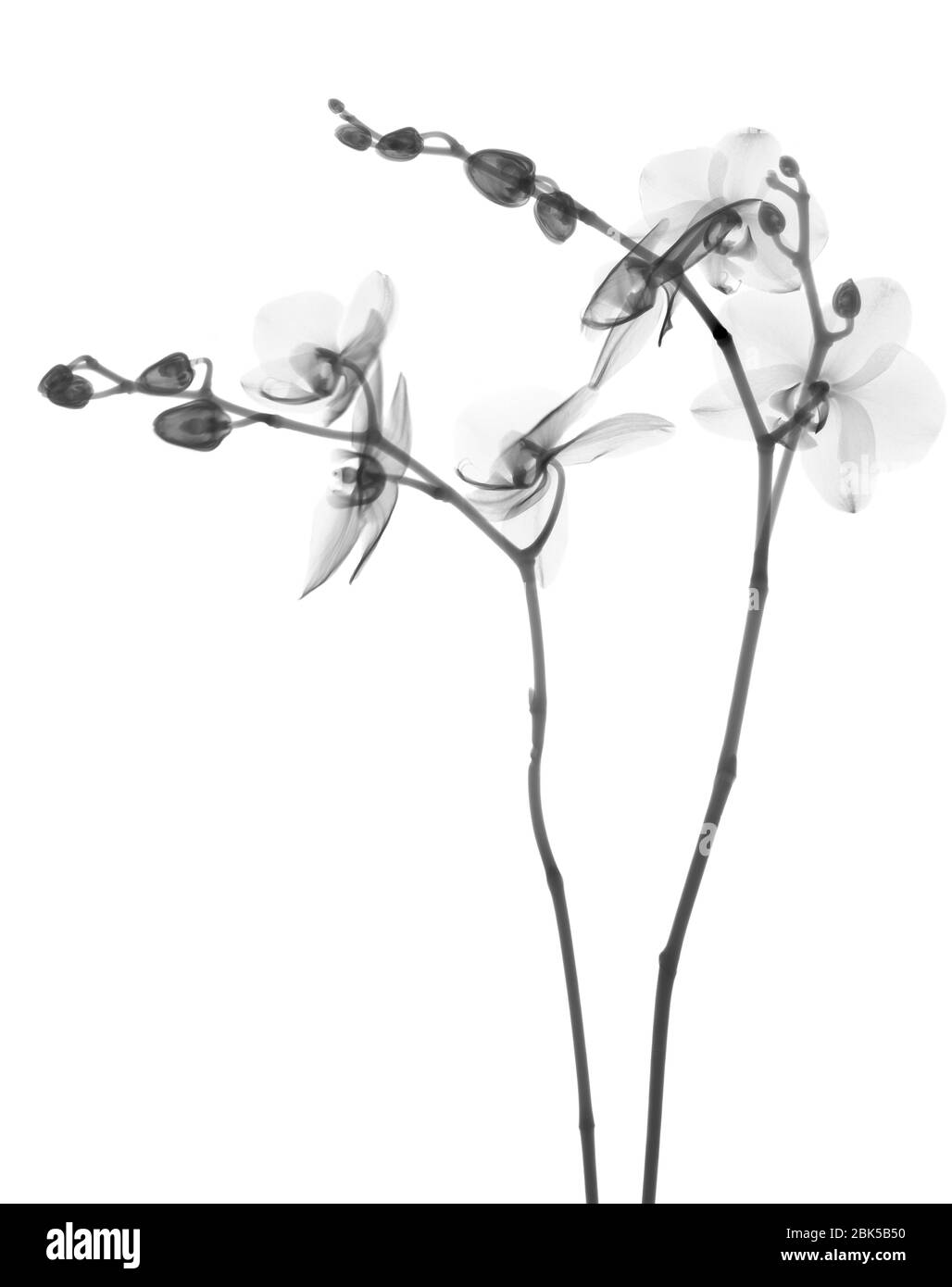Orchid (Phalaenopsis sp.), radiographie. Banque D'Images