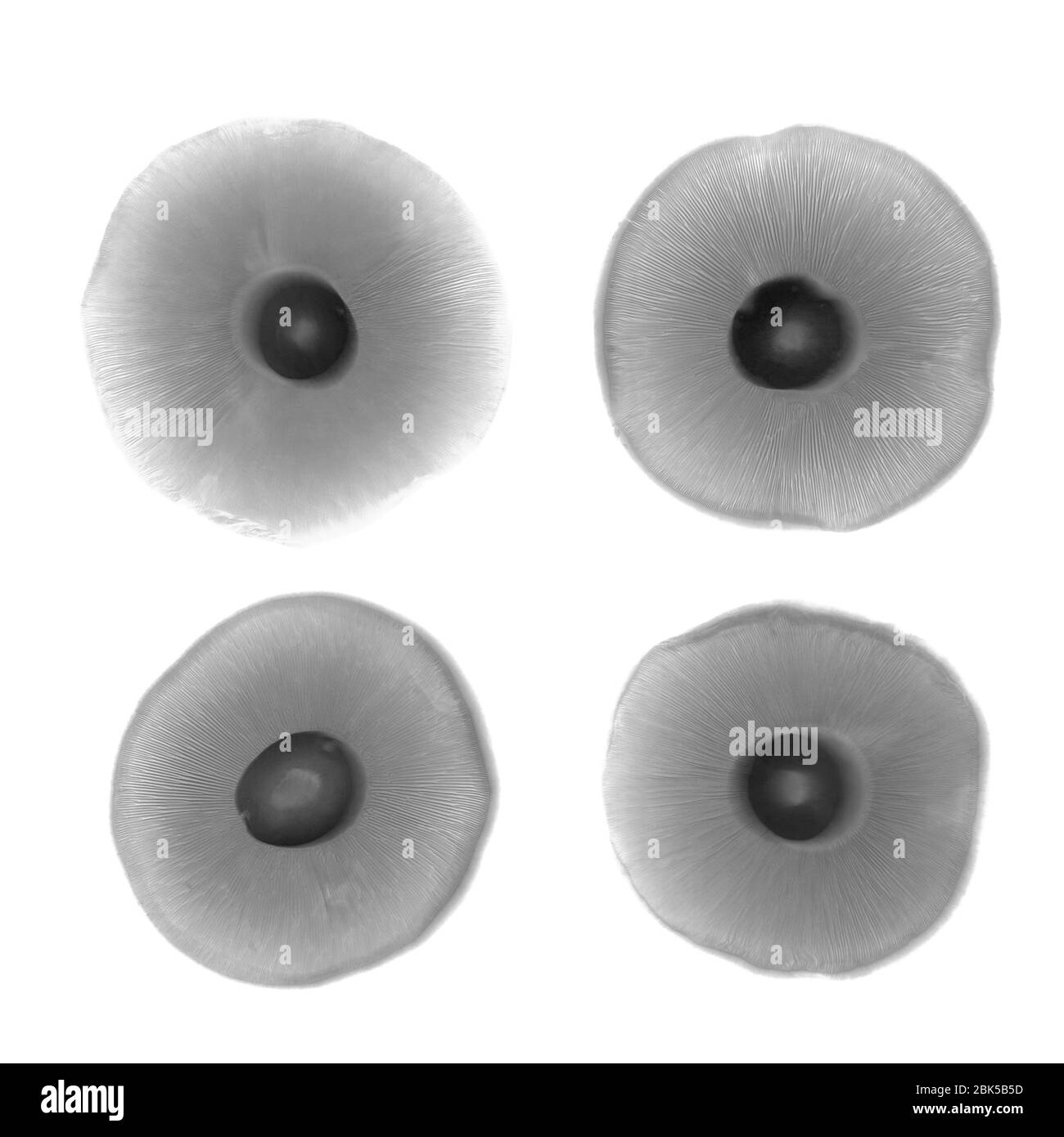 Quatre champignons, rayons X. Banque D'Images