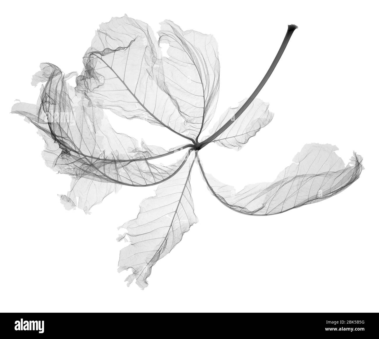Feuilles de châtaignier d'automne (Castanea sp.) décalées, rayons X. Banque D'Images
