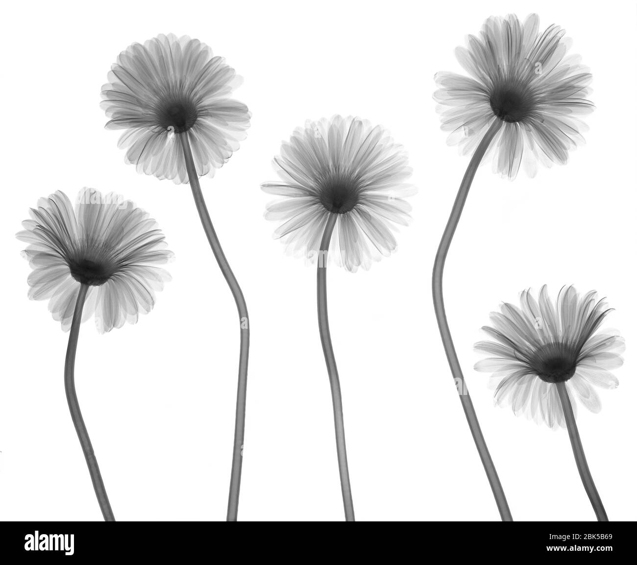 Plusieurs gerbera, rayons X. Banque D'Images