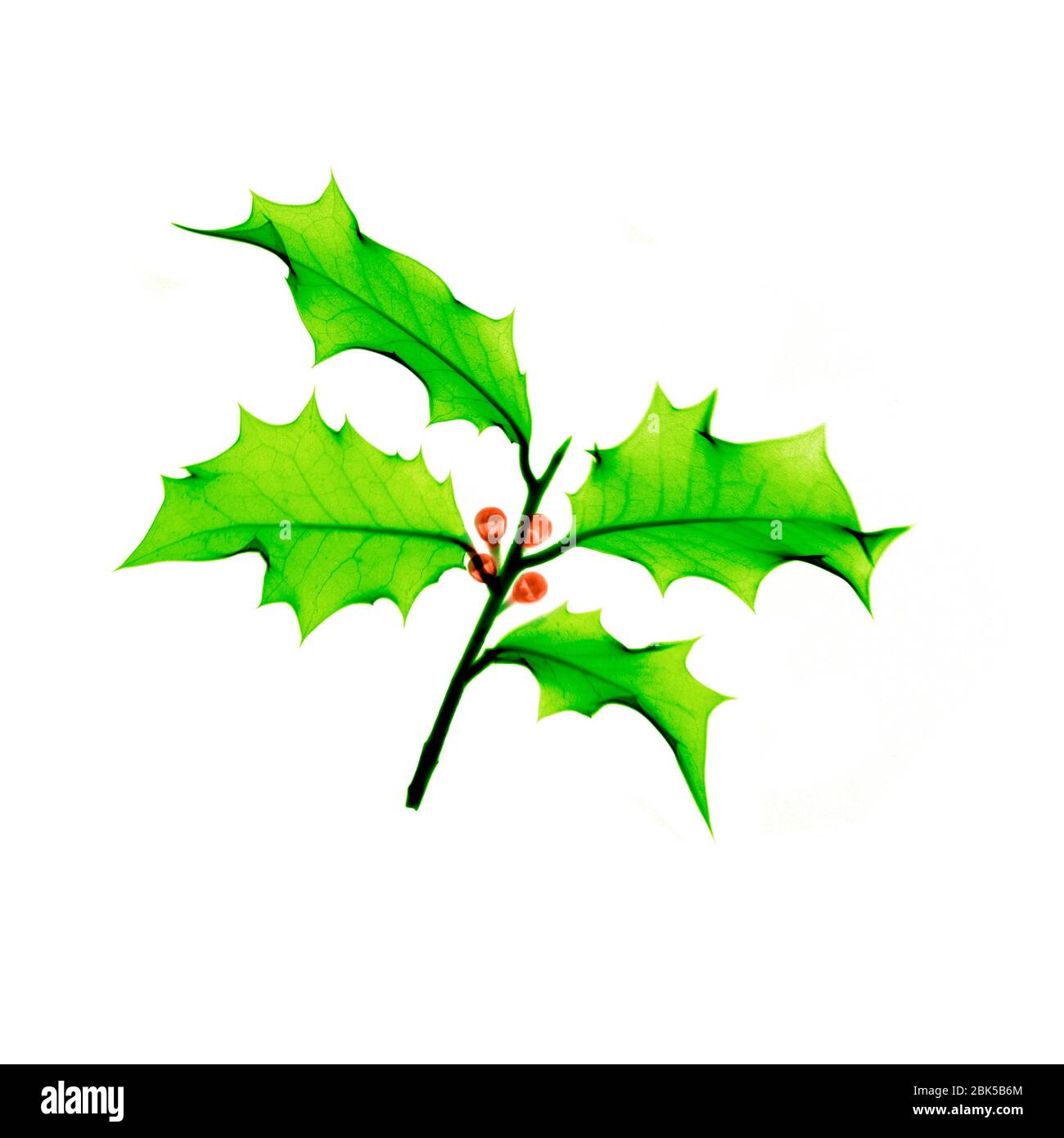Holly (Ilex sp.), radiographie colorée. Banque D'Images