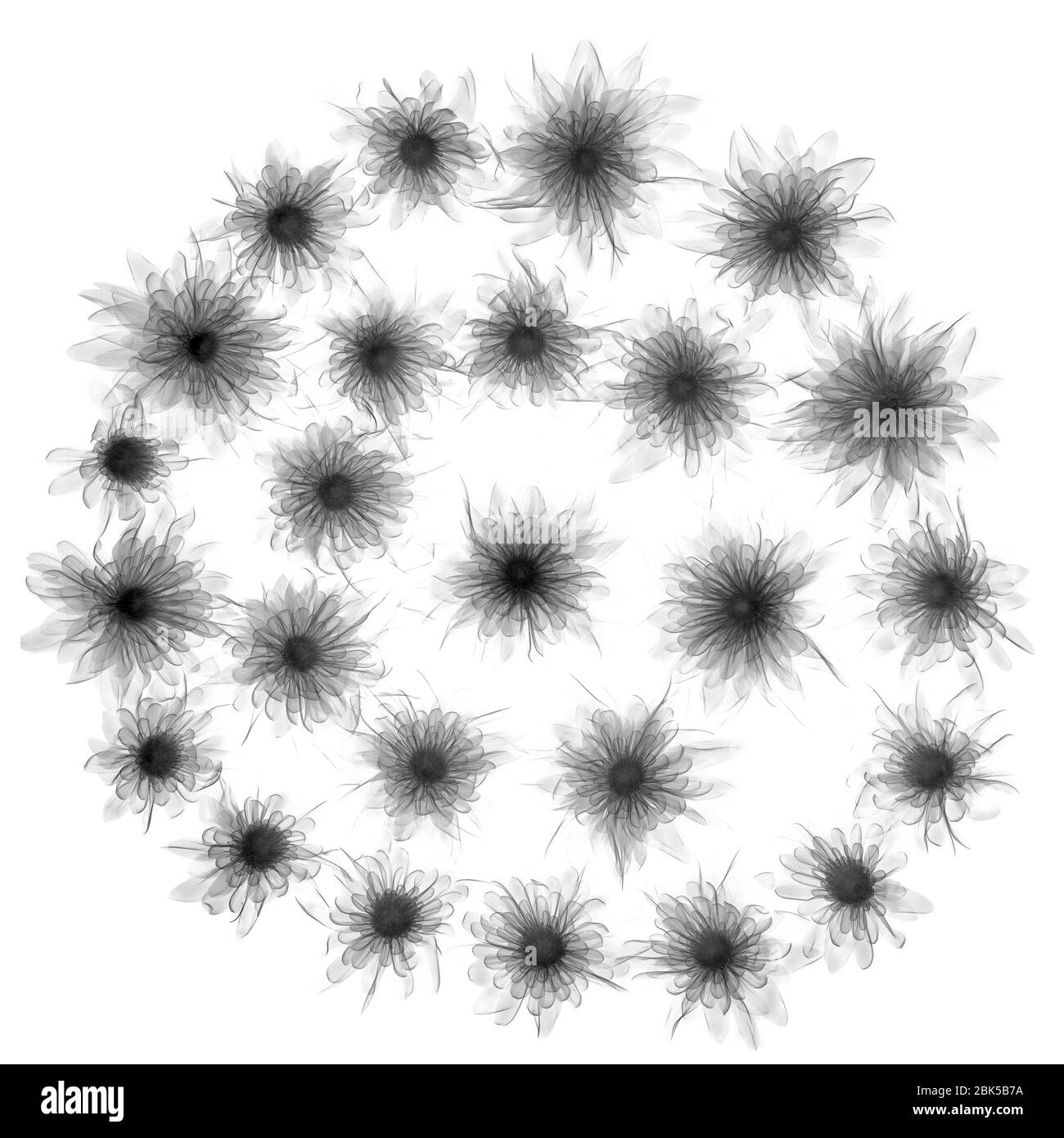 Têtes de chrysanthème, rayons X. Banque D'Images