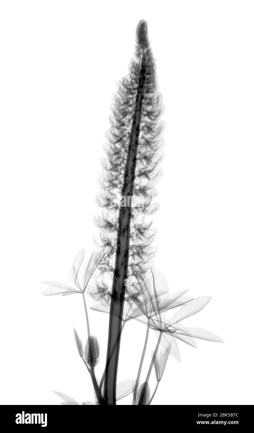 Lupin (Lupinus sp.), rayons X. Banque D'Images