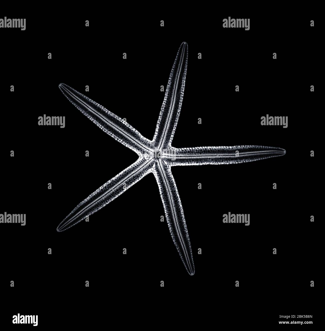 Starfish, X-ray. Banque D'Images