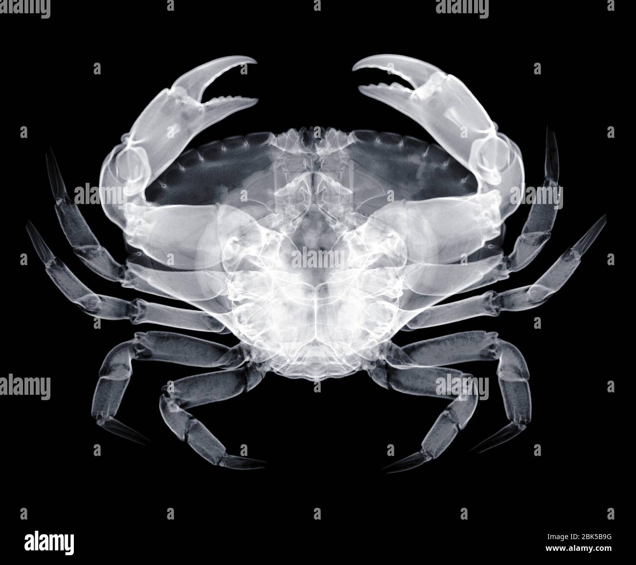 Crabe vert, rayon X. Banque D'Images