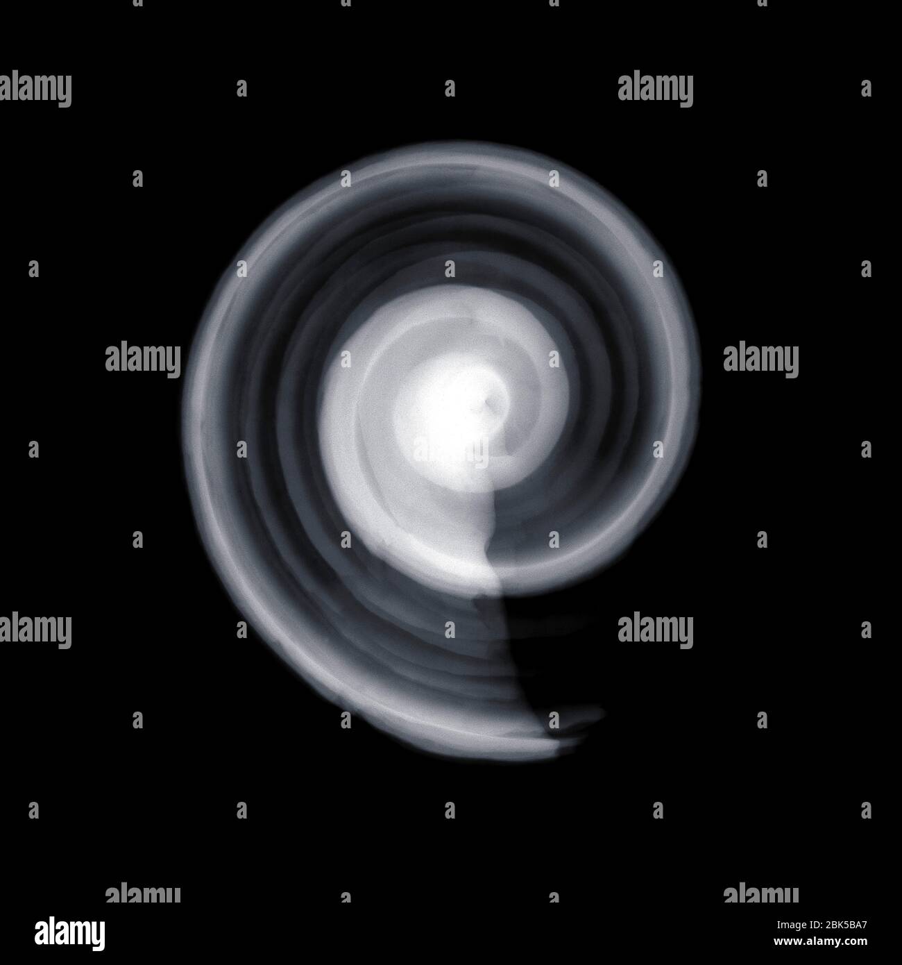 Escargot de mer (Cyclope neritea), rayons X. Banque D'Images