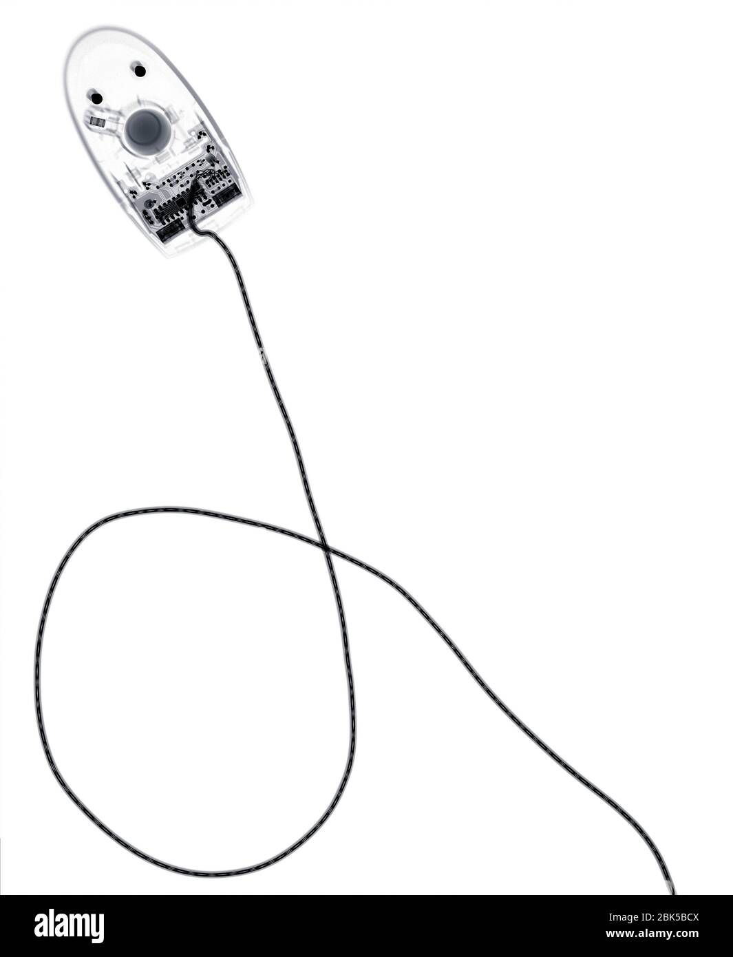 Souris d'ordinateur, rayons X. Banque D'Images