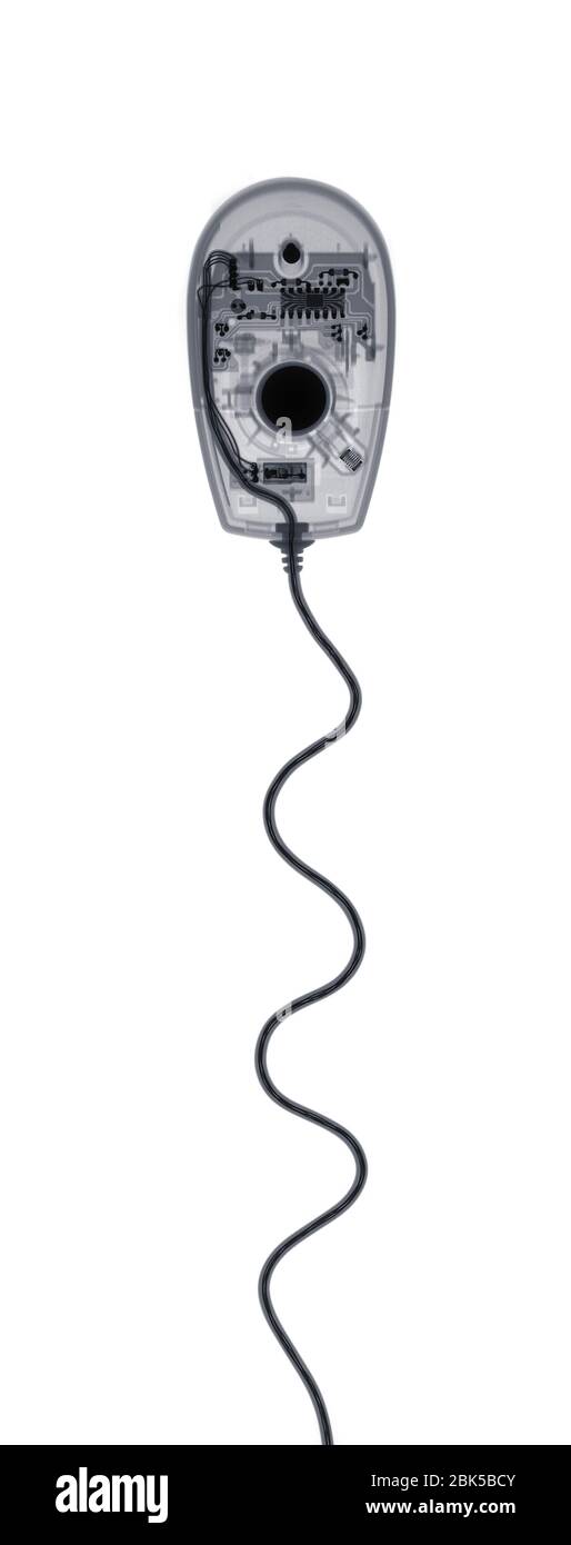Souris et cordon, rayons X. Banque D'Images