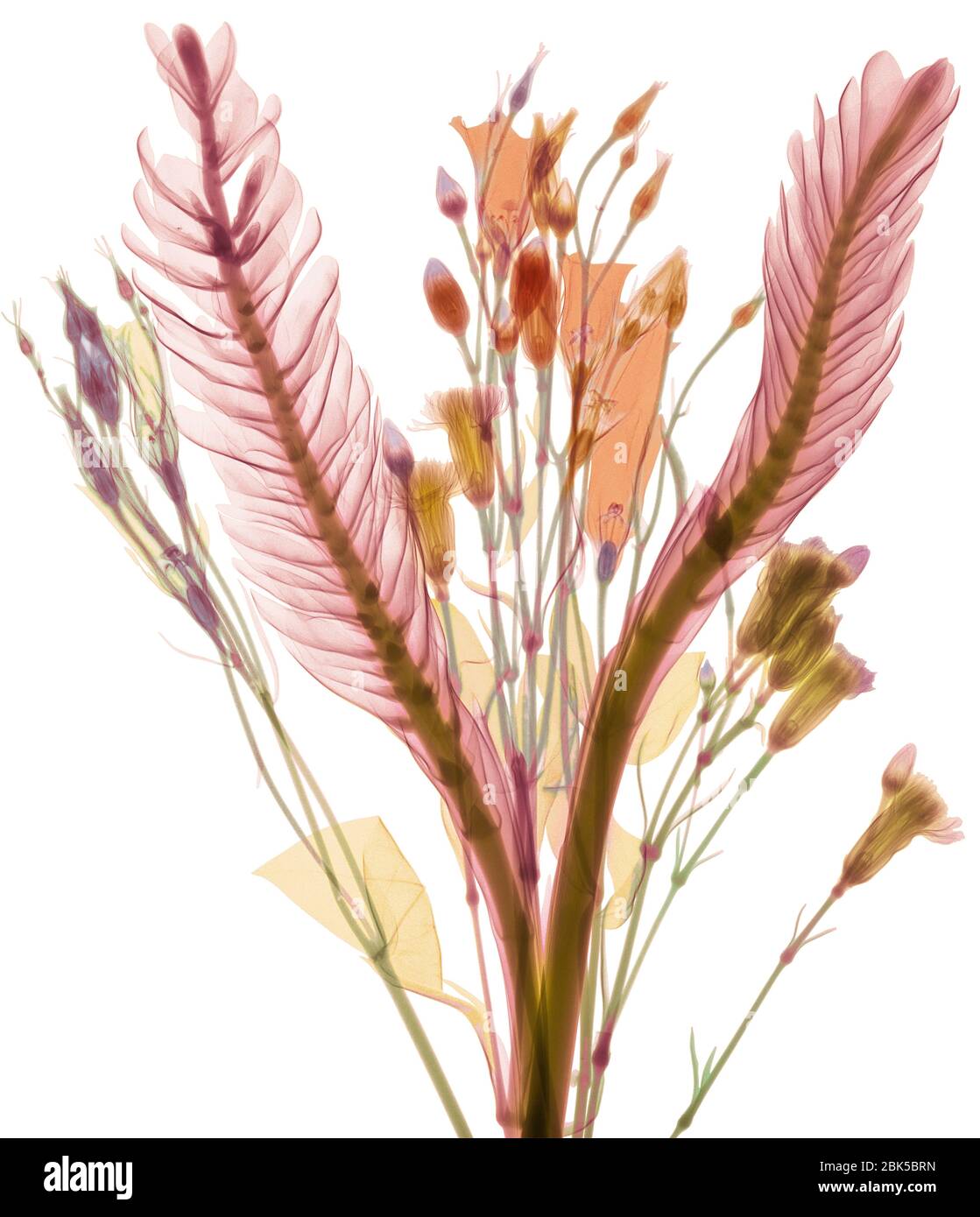 Feuilles longues et boutons de fleurs pastel, rayons X colorés. Banque D'Images