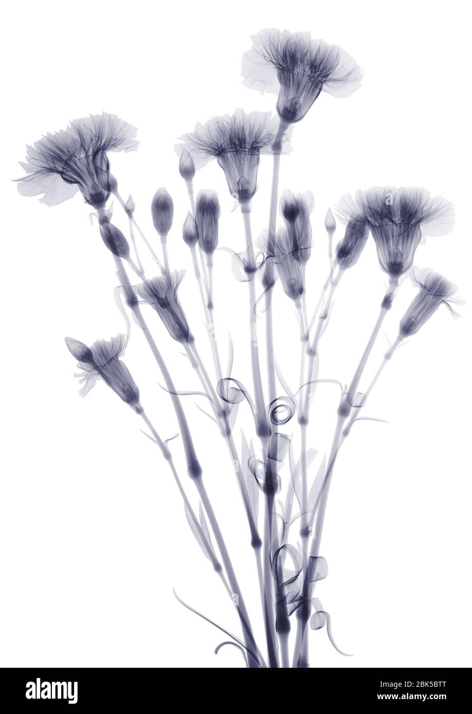 Faisceau de fleurs (Dianthus sp.), rayons X. Banque D'Images