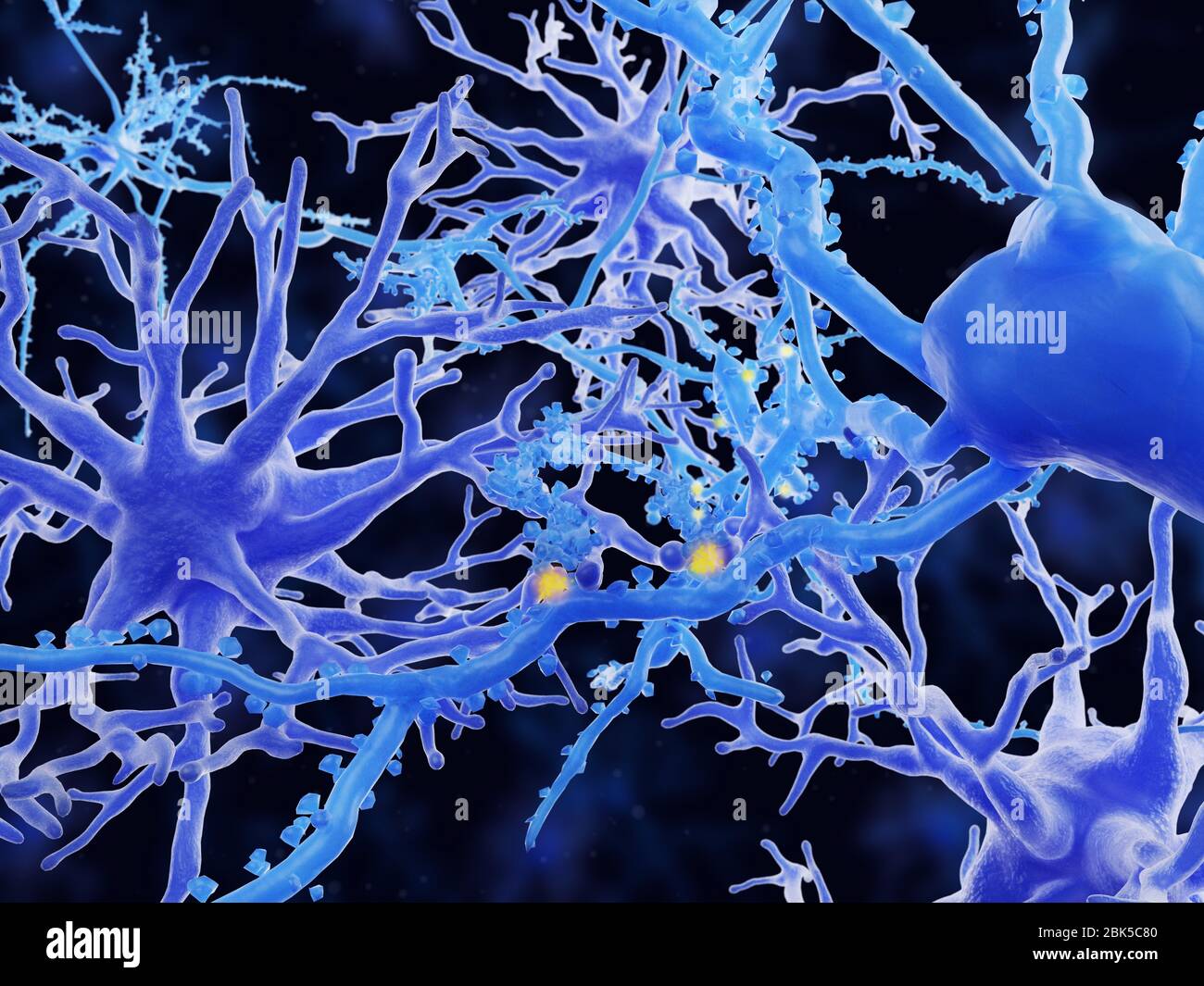 Illustration d'astrocytes protoplasmiques. Les astrocytes sont un type de cellule gliale. Ils fournissent un soutien structurel et une protection aux neurones (cellules nerveuses) et leur fournissent également des nutriments et de l'oxygène. Les astrocytes sont subdivisés en types fibreux et protoplasmiques. Les astrocytes protoplasmiques sont présents dans la matière grise du cerveau et ont des processus relativement courts qui se rattachant aux corps cellulaires des neurones. Banque D'Images