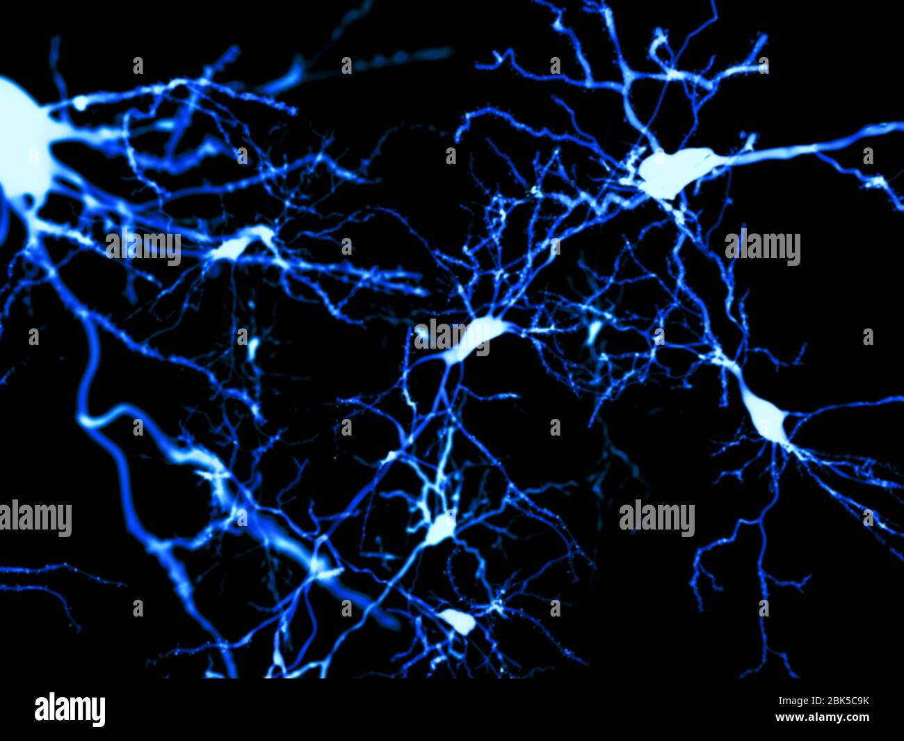 Les neurones pyramidaux. Illustration des neurones pyramidaux du cortex cérébral du cerveau. Les cellules pyramidales sont ainsi nommé pour leurs corps cellulaires triangulaire. Chaque cellule corps a de nombreux processus (dendrites) qui recueillent et transmettent des informations à partir d'autres cellules nerveuses et des cellules sensorielles. Chaque cellule possède également un corps menant de l'axone, à travers lequel il transmet les informations à d'autres cellules. Banque D'Images