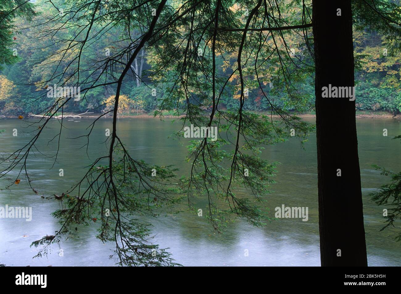 Clarion Wild et Scenic River, parc national de Cook Forest, Pennsylvanie Banque D'Images